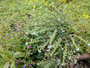 Cynoglossum zeylanicum