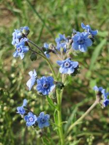 Cynoglossum amabile