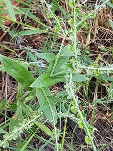 Cynoglossum lanceolatum