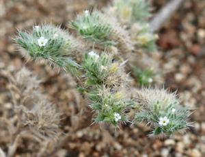 Greeneocharis circumscissa
