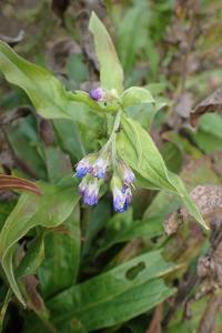 Lindelofia longiflora