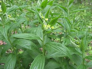 Lithospermum latifolium
