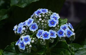 Myosotidium hortensia