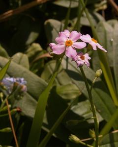 Myosotis scorpioides