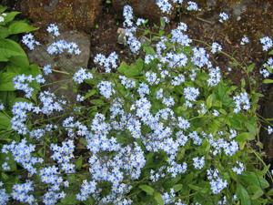 utils/thumbs/Boraginaceae/Myosotis_VnbHzr8TfL6JapKm4fhcea.jpg