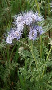 Phacelia tanacetifolia