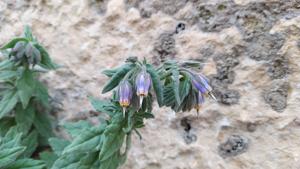 Podonosma orientalis