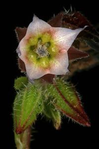 Trichodesma africanum