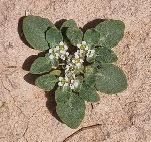 Anastatica hierochuntica