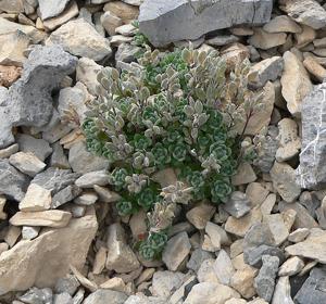 Draba jaegeri