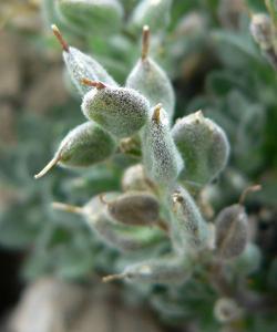 Draba jaegeri
