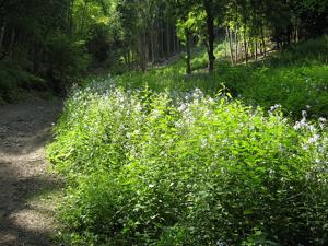 Hesperis matronalis