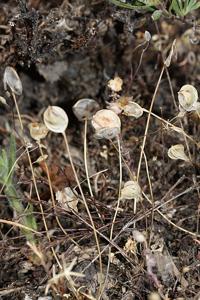 utils/thumbs/Brassicaceae/Idahoa_ES2d58bZEYeKvECL8EDUh8.jpg