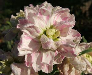 Matthiola incana