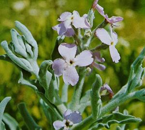 Matthiola crassifolia