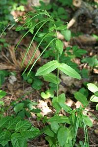 Pseudoturritis turrita