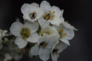 Smelowskia americana