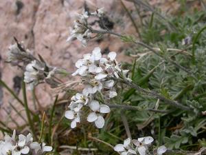 utils/thumbs/Brassicaceae/Smelowskia_giWKzMNVpy2FS5bGxXzpSa.jpg