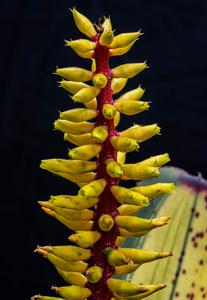 Aechmea nudicaulis var. cuspidata