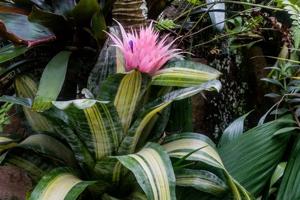 Aechmea fasciata