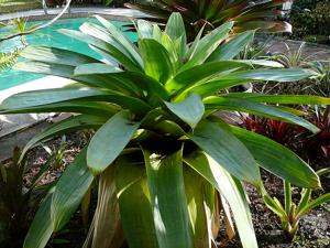 Alcantarea imperialis