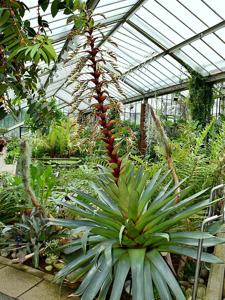 Alcantarea imperialis