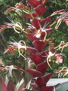Alcantarea imperialis