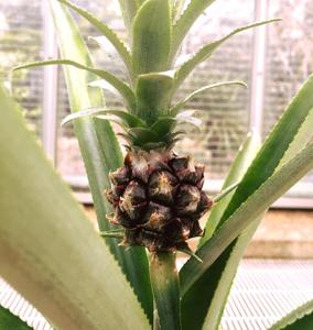 utils/thumbs/Bromeliaceae/Ananas_3oQaUGg46kVyLWzKH38NeJ.jpg