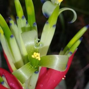 Billbergia amoena