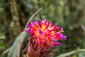Billbergia euphemiae
