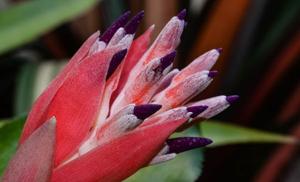 Billbergia euphemiae