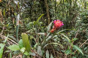 Billbergia euphemiae