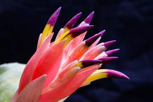 Billbergia euphemiae