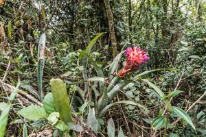 Billbergia pyramidalis