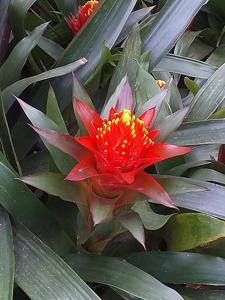 Billbergia pyramidalis