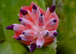 Billbergia euphemiae