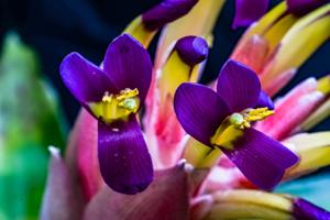utils/thumbs/Bromeliaceae/Billbergia_cA6v4MdCFgbYAHC348LrUo.jpg