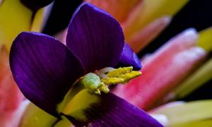 Billbergia euphemiae