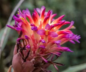 Billbergia pyramidalis