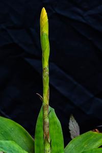 Goudaea chrysostachys var. chrysostachys
