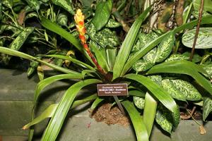 Guzmania musaica