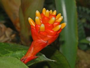 Guzmania musaica