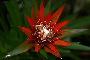Guzmania fuerstenbergiana