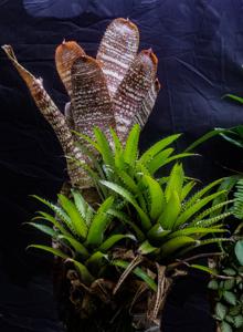 Hohenbergia correia-arauji