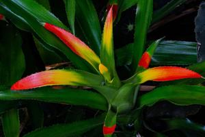 Nidularium campos-portoi