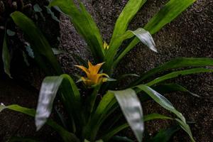 Nidularium billbergioides