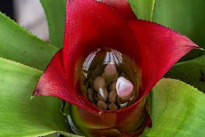 Nidularium longiflorum