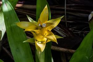 Nidularium billbergioides