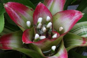 Nidularium innocentii