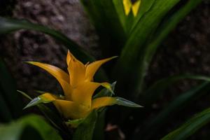 Nidularium billbergioides